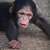 Gzel bebek empanze ve bebek capuchin maymunlar artk mevc