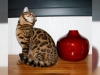 Gzel bengal yavru kedi