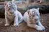 Güzel beyaz aslan, beyaz kaplan yavruları, çita yavruları, p