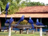 Gzel bir ev arayan iyi sevimli macaws