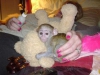 Gzel bir ev iin sper salkl capuchin maymunlar