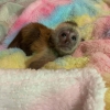 Gzel capuchin maymunlar mevcut