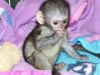 Gzel capuchin maymunu