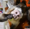 Gzel capuchin maymunu mevcuttur