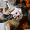 Güzel capuchin maymunu mevcuttur