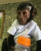 Gzel disi capuchin maymunu mevcuttur