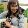 Gzel el kaldrd bebek capuchin maymunlar mevcut