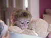 Gzel erkek ve dii capuchin bebek maymunlar