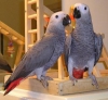 Gzel erkek ve dii kongo afrika gri papaanlar -