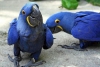 Gzel erkek ve dii smbl macaws