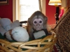 Gzel eve vermek istediimiz iki capuchin maymunu var.