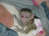 Gzel itaatkar capuchin maymunlar809