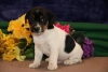 Gzel jack russell terrier yavrular satlk