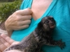 Gzel. marmoset maymunlar
