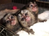 Gzel. marmoset maymunlar z...