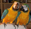 Gzel mavi ve altn macaws
