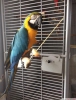 Gzel mavi ve altn macaws,