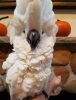 Gzel tame baby albino cockatiels