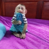 Gzel-tame capuchin maymunu evlat edinmeye hazr