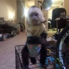 Gzel-tame capuchin maymunu evlat edinmeye hazr