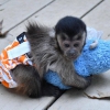 Gzel ve salkl capuchin maymunlar