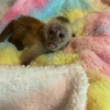 Gzel ve salkl capuchin maymunlar mevcut.