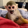 Gzel whte kadn capuchin maymun