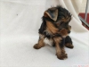 Gzel yorkie poo yavrular whatsapp(+905383172845)