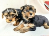 Gzel yorkie poo yavrular whatsapp(+905383172845)