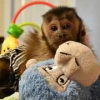 Gzel zambak capuchin maymunu hazr hem erkek hem dii maymu