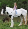Gypsy vanner horse