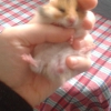 Hamster yavrular anne de dahil anlama yapilir