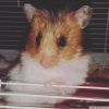 Hamster yavrular anne de dahil anlama yapilir