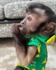 Harika gzel capuchin maymunu