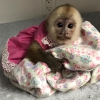 Harika gzel capuchin maymunu x