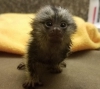 Harika .. marmoset maymunlar lol