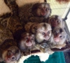 Harika .. marmoset maymunlar z.1