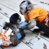 Hassas görünümlü capuchin maymunları mevcut