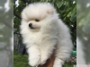 Hassas ve kaliteli pomeranian yavrular