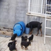 Hatay antakya da iftliimizde rottwailler yavrular