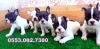 Hayvanlar alemi french bulldog izmir