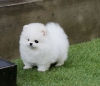 Herkesin en iyi iyi olacan  pomeranian (iyi olacan )