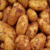 Hermes patates tohumu
