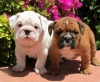 Home raised english bulldogs