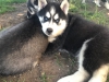 Husky kpek yavrusu evlat edinme iin hazr