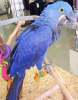 Hyacnth macaw kular yeni evleri aryor,