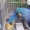 Hyacinth macaws