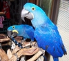 Hyacnth macaws ifte, mavi ve altn macaws, scarlet macaws