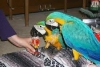 Hyacnth macaws ifte, mavi ve altn macaws, scarlet macaws