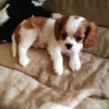 ddaalyz trkiye nin en zel,en gzel cavalier king charle